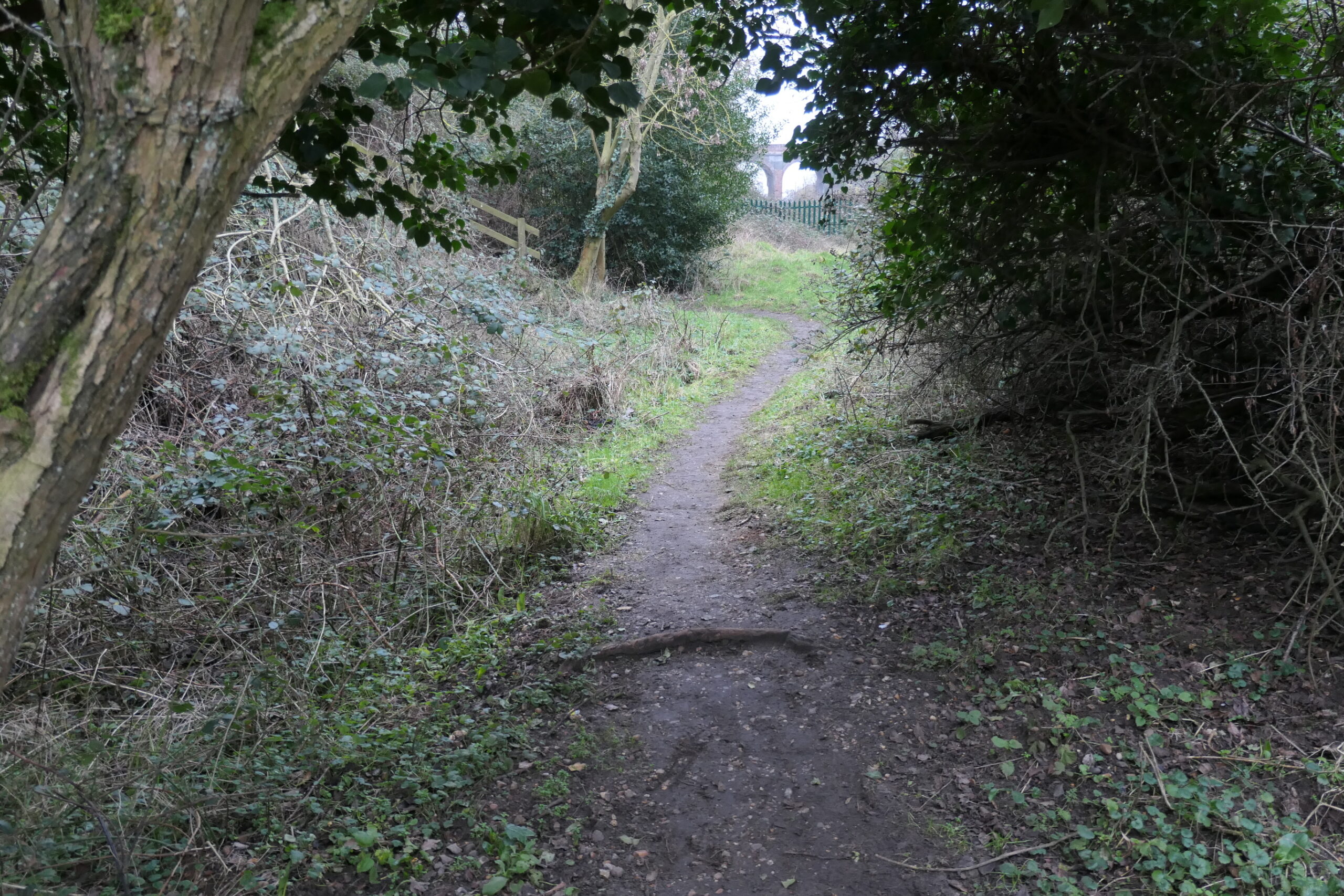 Woodland walk