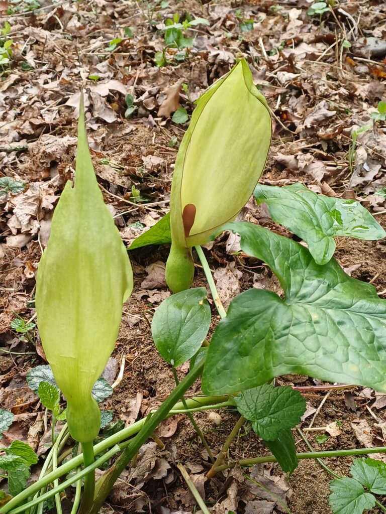 Cuckoo Pint