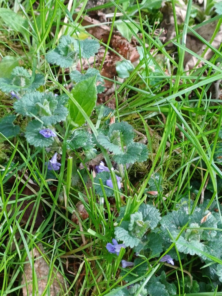 Wildflower