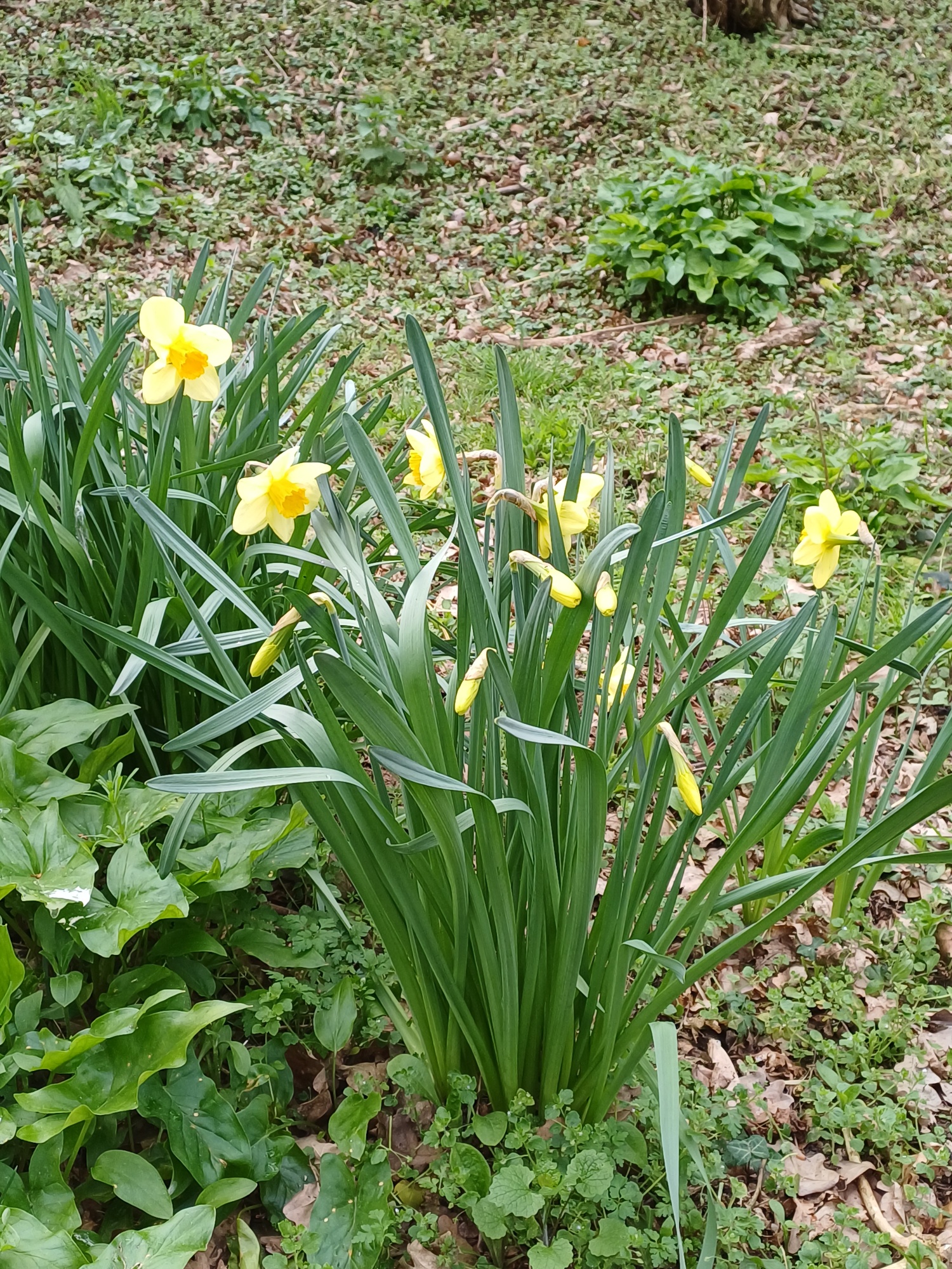 Daffodils
