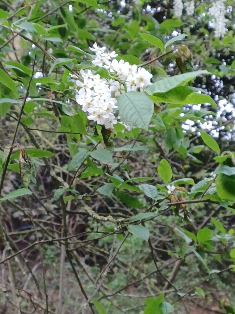 Wild shrub