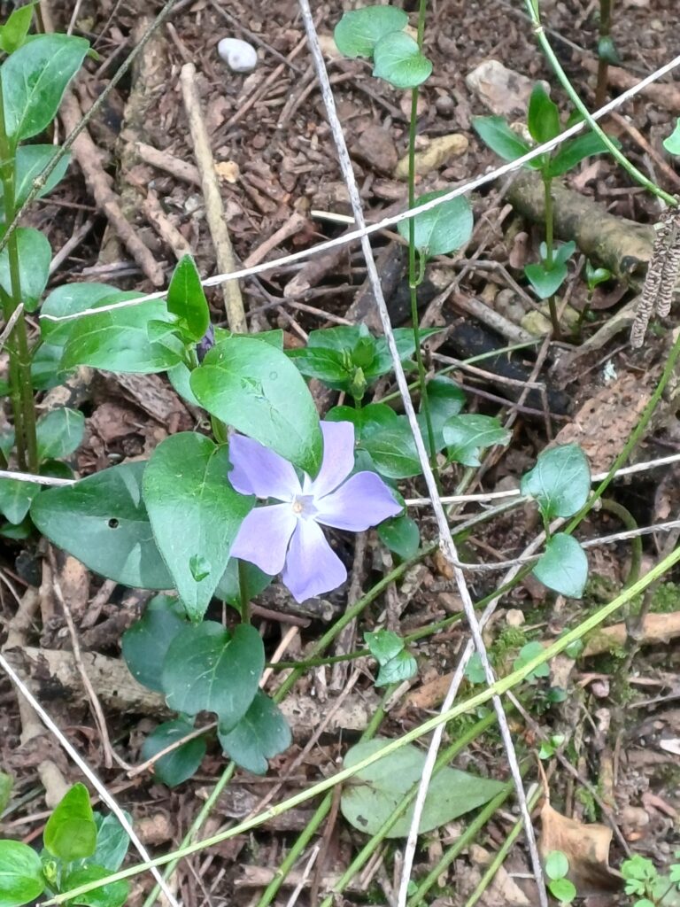 Periwinkle