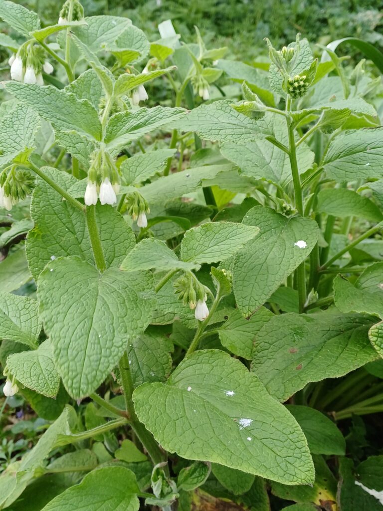 Comfrey