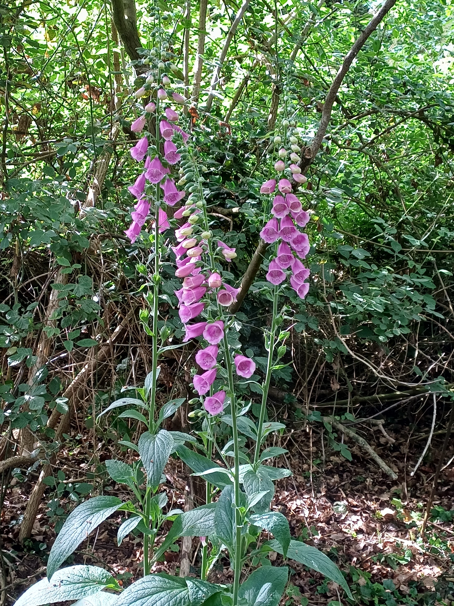 Foxglove