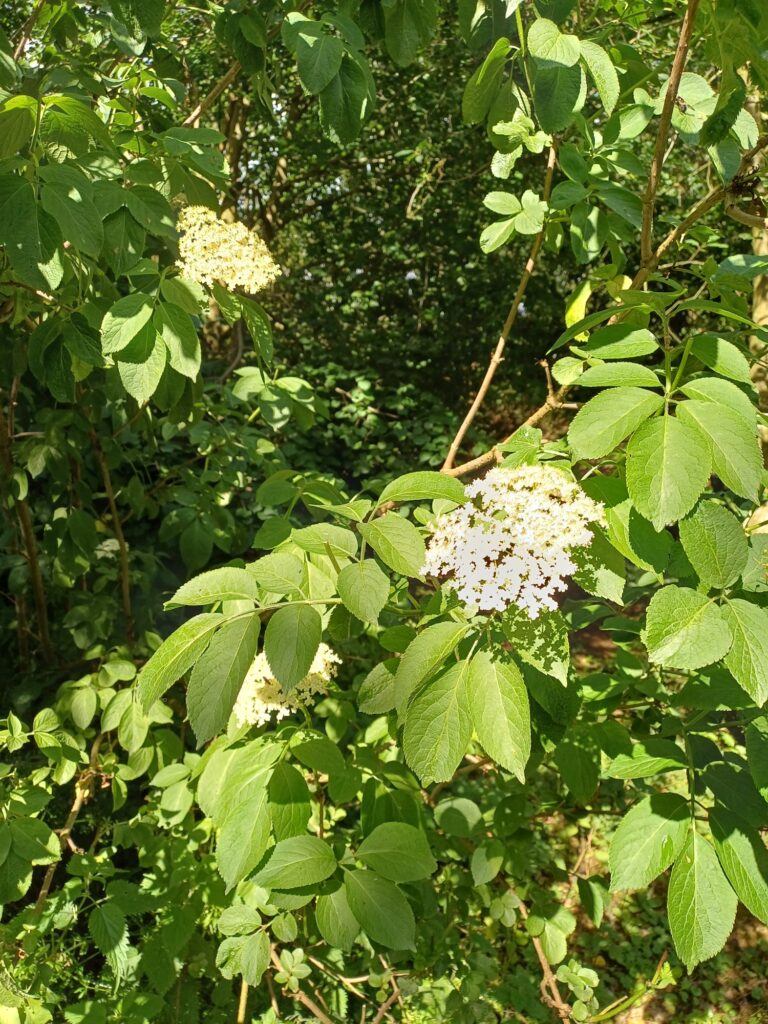 Elderflower