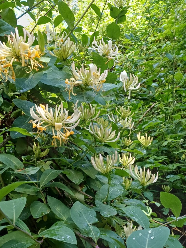 Honeysuckle