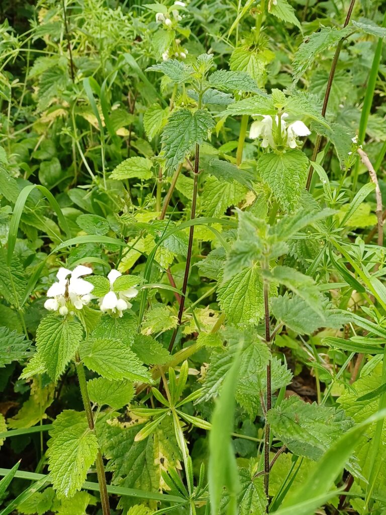 Dead Nettle